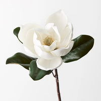 Magnolia Floral Stem