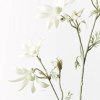 Flannel Flower Spray | Cream Green