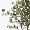 Eucalyptus Tree | Green Grey