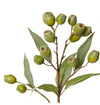 Eucalyptus Spray Gum Nut | Green