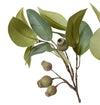 Eucalyptus Spray Gum Nut | Green