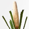Banksia Pencil Cone
