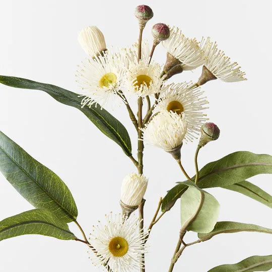 Eucalyptus Flowering Spray | White