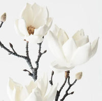 Magnolia Japanese Spray