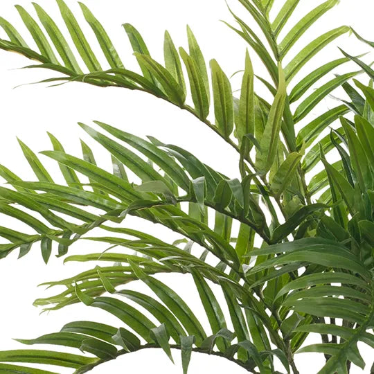 Palm Areca Plant |Green