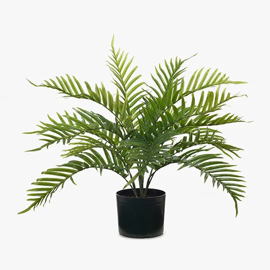 Palm Areca Plant |Green