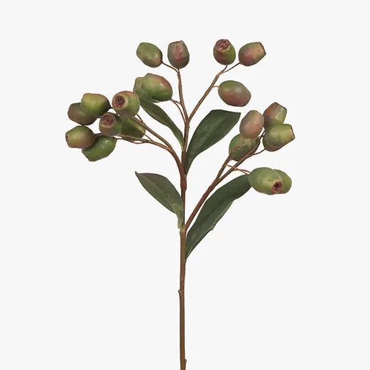 Eucalyptus Gum Nut | Green