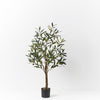 Olive Tree | 91cm