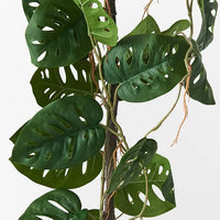Monstera Vine Plant 64cm