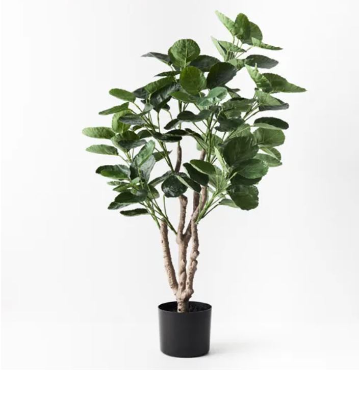 Peperomoides Plant in Pot
