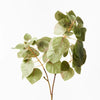 Smoke Bush Leaf Spray |Green Burgundy