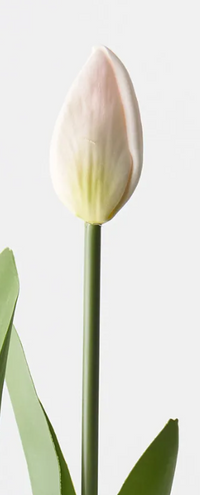 Tulip Bud & Bloom |  Light Pink