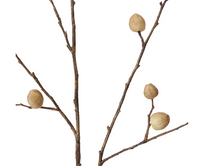 Berry Pod Dried Look Branch | Natural