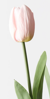 Tulip Bud & Bloom |  Light Pink