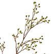 Rosehip Mini Spray | Green
