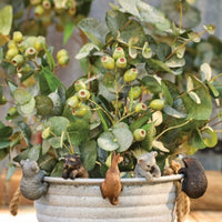 Aussie Animal Pot Sitters Assorted