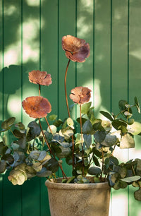 Poppy Flower Rust