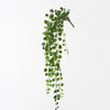 String of Hearts Hanging Bush