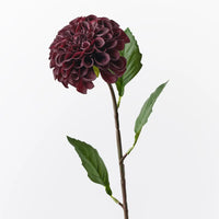 Pompon Dahlia | Black Plum