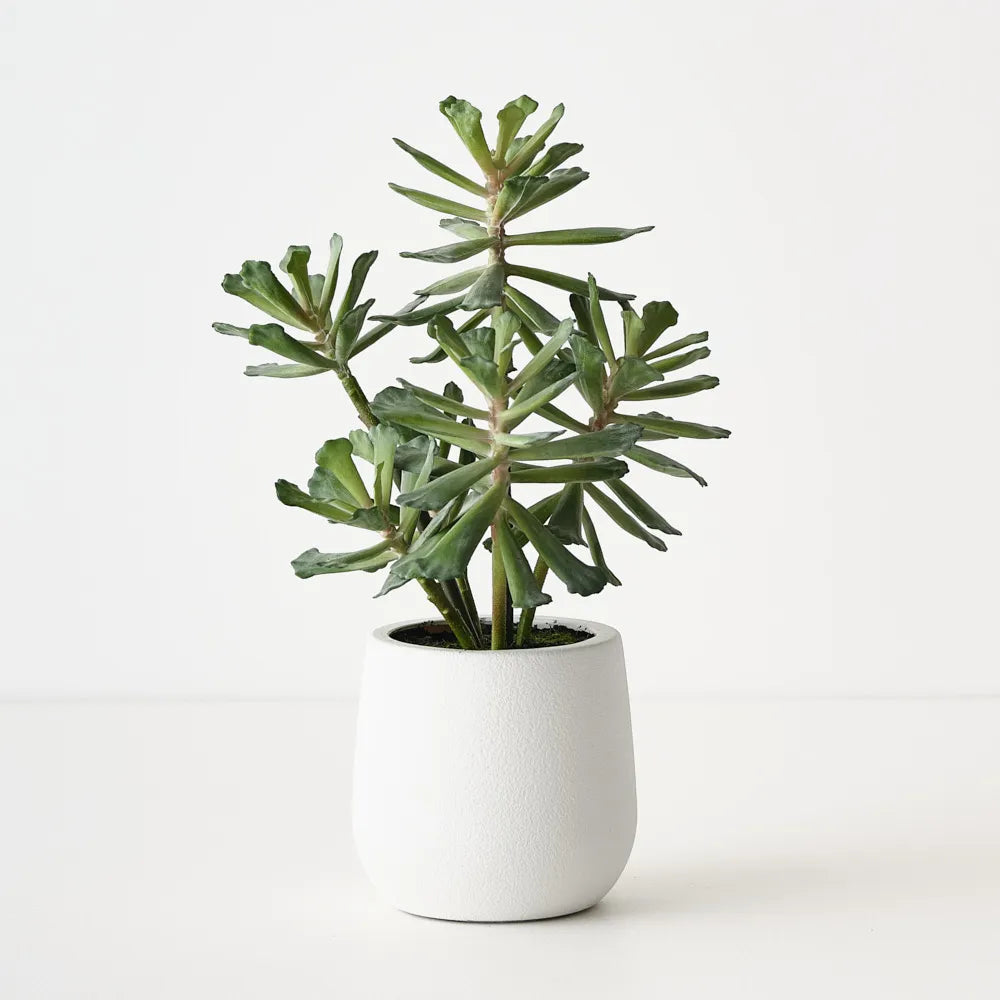 Senecio Plant Green