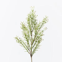 Wax Flower Bud Spray | White