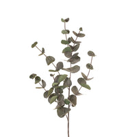 Silver Dollar Eucalyptus | Dark Green