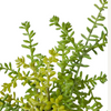 Sedum Plant Green