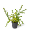 Sedum Plant Green