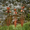 Stake Iris Rust