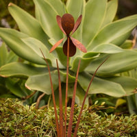 Stake Iris Rust