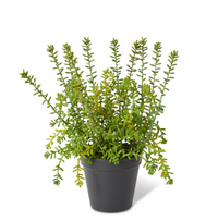 Sedum Plant Green