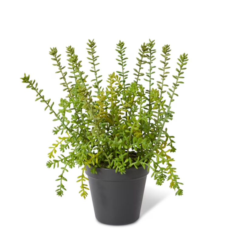 Sedum Plant Green