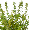 Sedum Plant Green