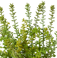 Sedum Plant Green