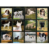 Love Of Dogs 2026 | Wall Calendar