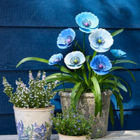 Stake Poppy Blue