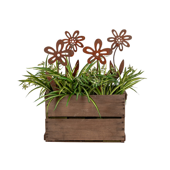 Forget Me Not Stake Rust