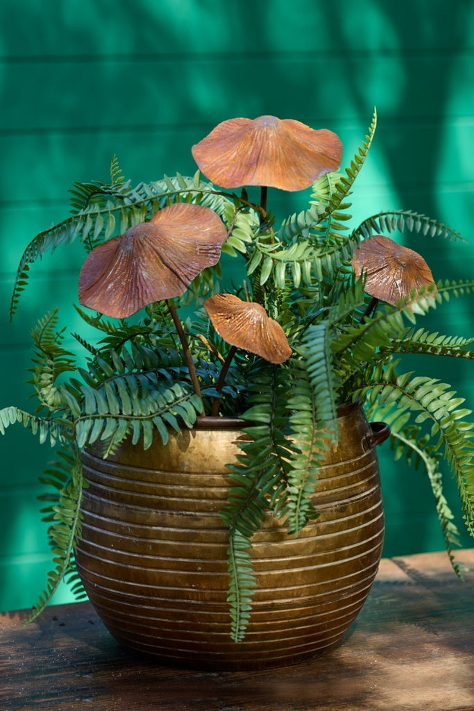 Mixed Mushroom Rust
