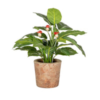 Mushroom Sticks | X Small