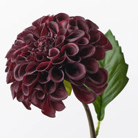 Pompon Dahlia | Black Plum