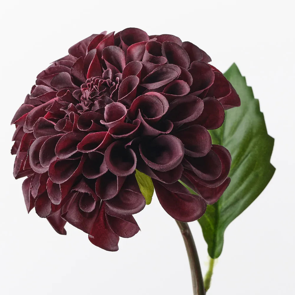 Pompon Dahlia | Black Plum