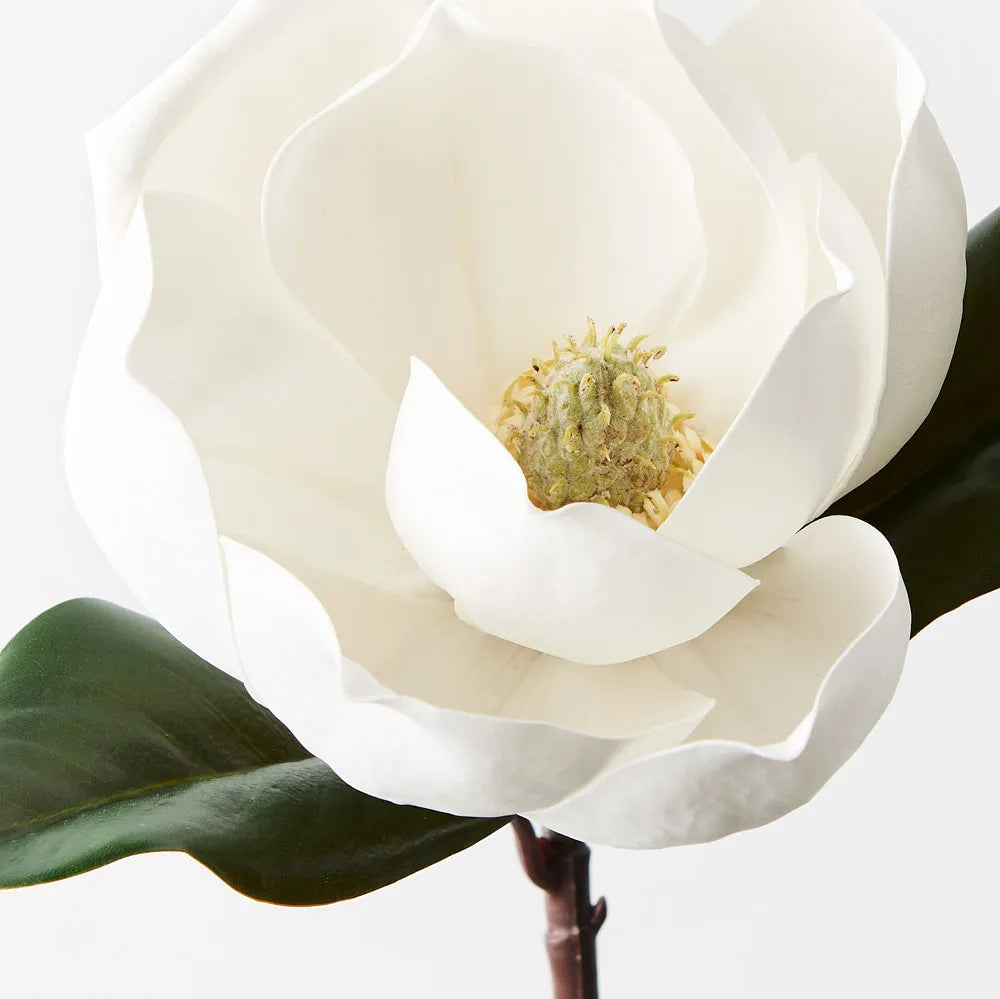 Magnolia