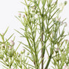 Wax Flower Bud Spray | White