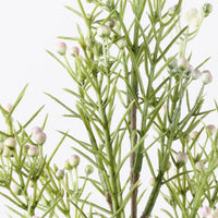 Wax Flower Bud Spray | White