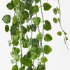 String of Hearts Hanging Bush
