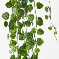 String of Hearts Hanging Bush