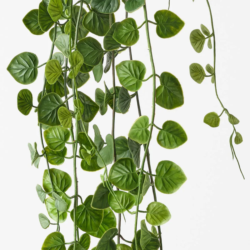 String of Hearts Hanging Bush
