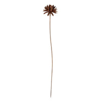 Dahlia Rust Flower