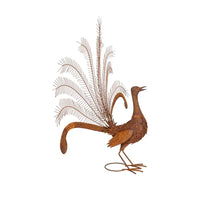 Lyrebird Rust In Display