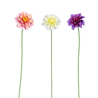 Dahlia Sticks Small